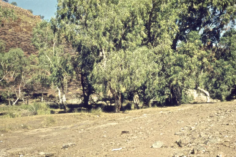35-halls-creek_20835915269_o